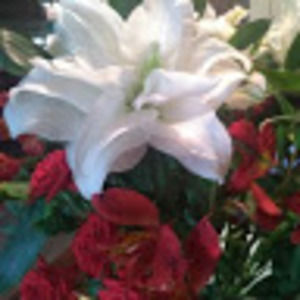 Meet your Posher, Mildred